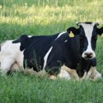 Słodki Świat Krówek: Historia i Proces Produkcji